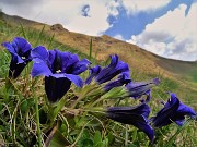 Spettacolo di fiori e marmotte sui sentieri per i Laghetti di Ponteranica – 18magg22  - FOTOGALLERY